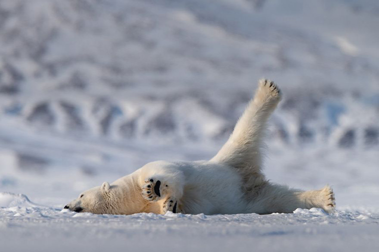 comedy-wildlife-photography-awards-finalists-2018