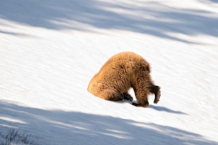 comedy-wildlife-photography-awards-finalists-2018