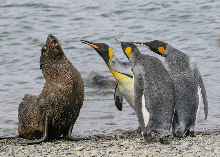 comedy-wildlife-photography-awards-finalists-2018