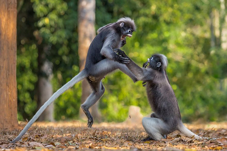 comedy-wildlife-photography-awards-finalists-2018