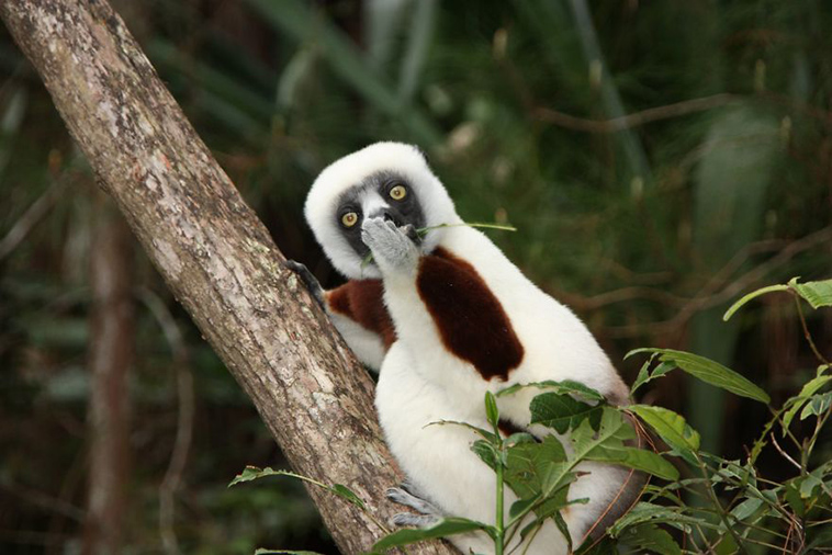 comedy-wildlife-photography-awards-finalists-2018