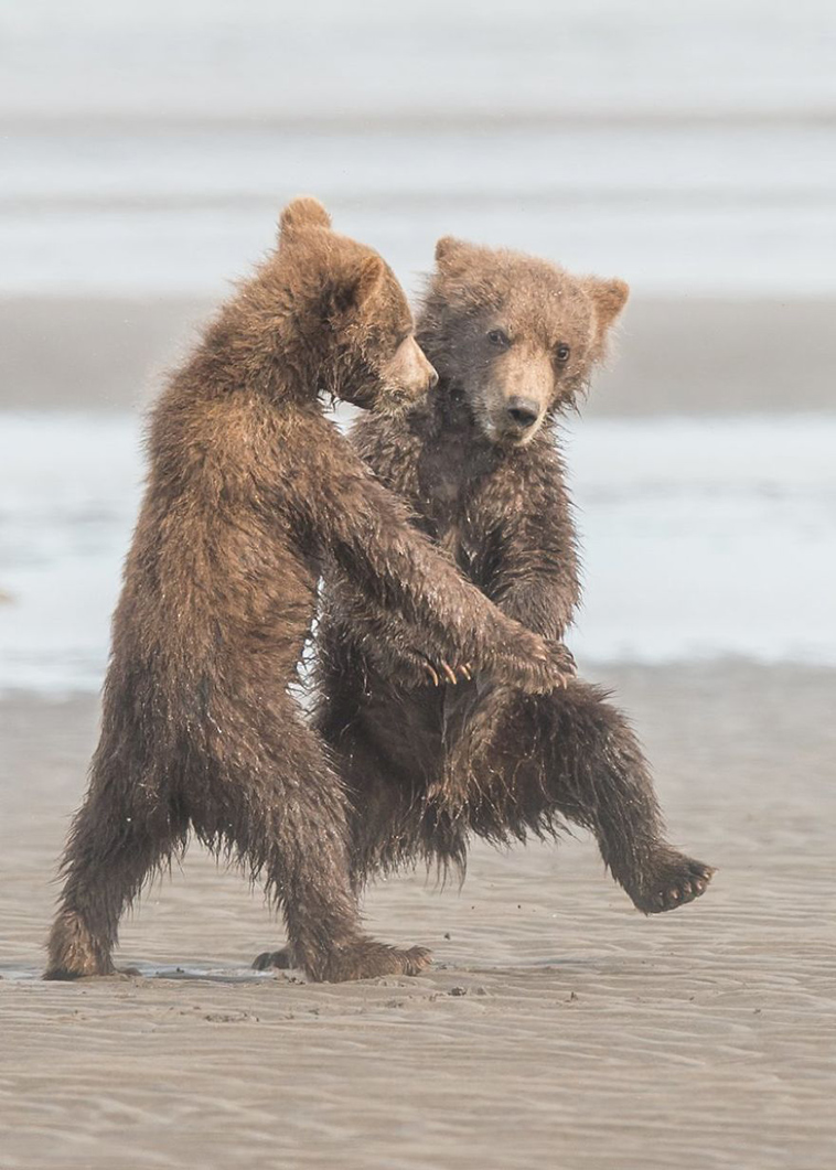 comedy-wildlife-photography-awards-finalists-2018