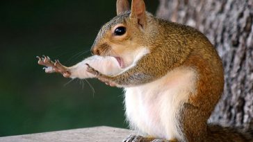 comedy-wildlife-photography-awards-finalists-2018