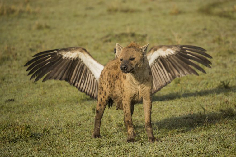 comedy-wildlife-photography-awards-finalists-2018