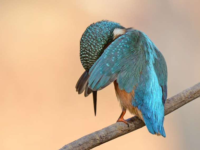 comedy-wildlife-photography-awards-finalists-2018
