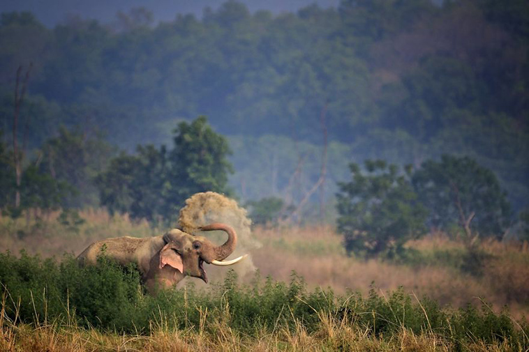 comedy-wildlife-photography-awards-finalists-2018