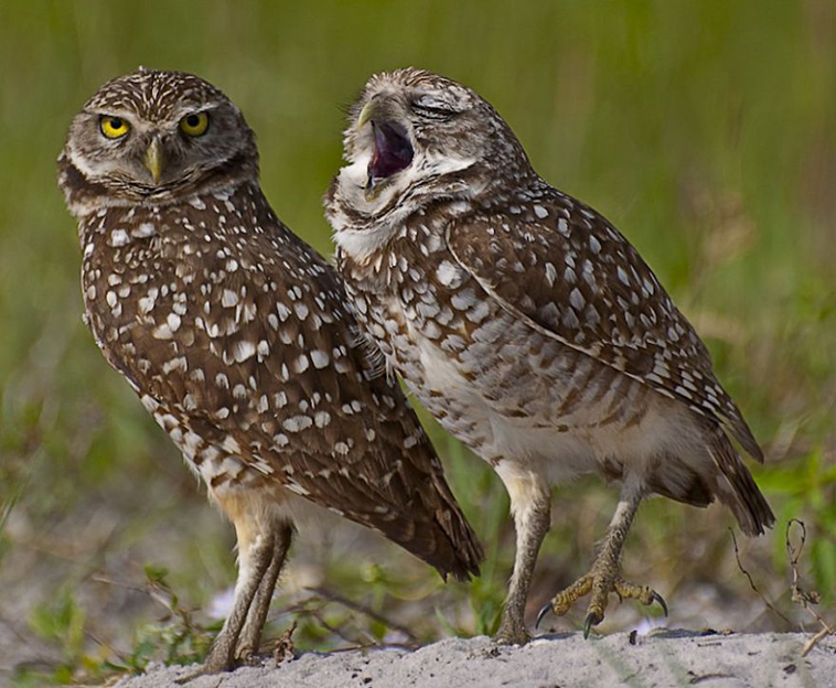 comedy-wildlife-photography-awards-finalists-2018