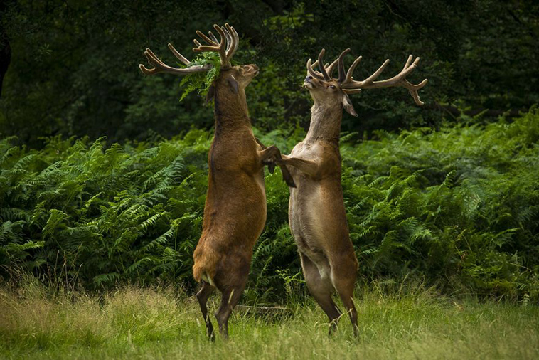 comedy-wildlife-photography-awards-finalists-2018