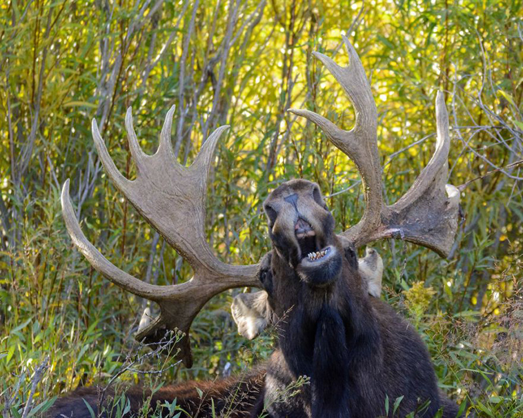 comedy-wildlife-photography-awards-finalists-2018