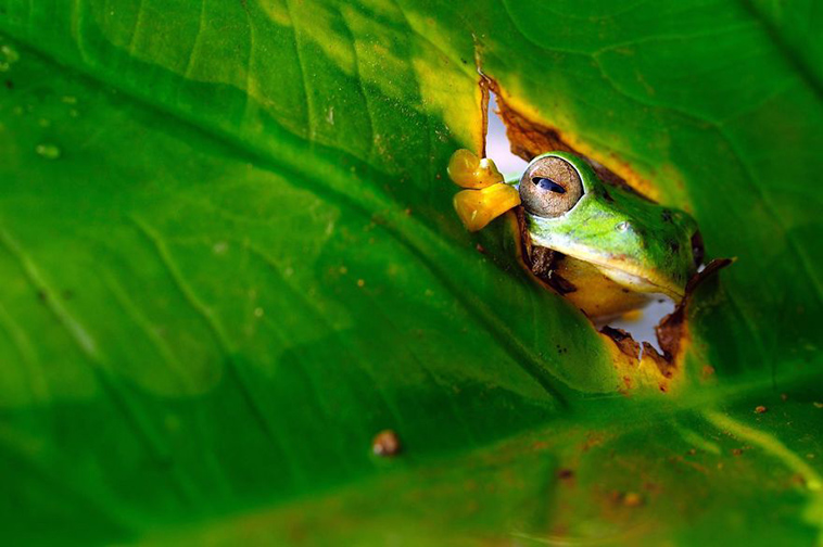 comedy-wildlife-photography-awards-finalists-2018