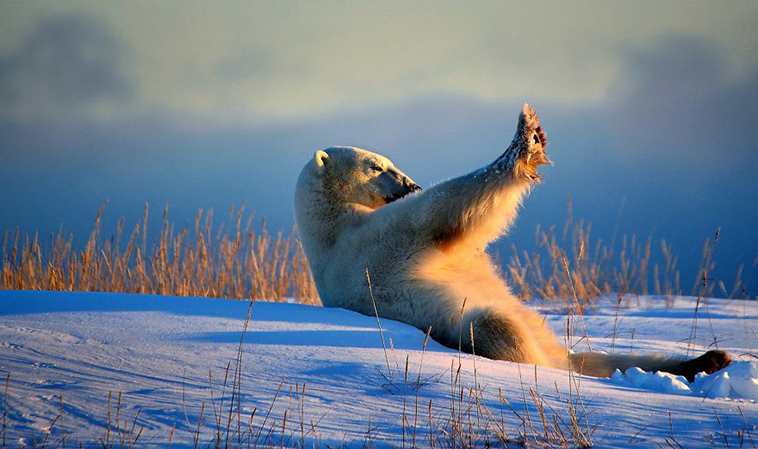 comedy-wildlife-photography-awards-finalists-2018