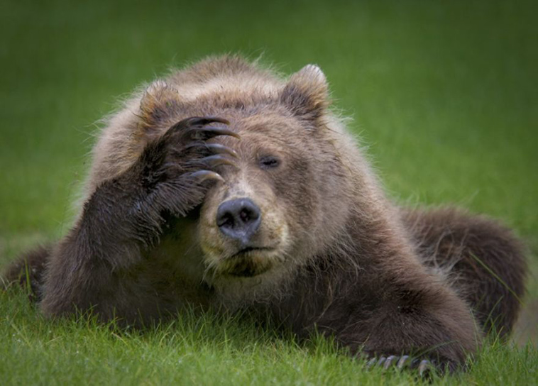 comedy-wildlife-photography-awards-finalists-2018