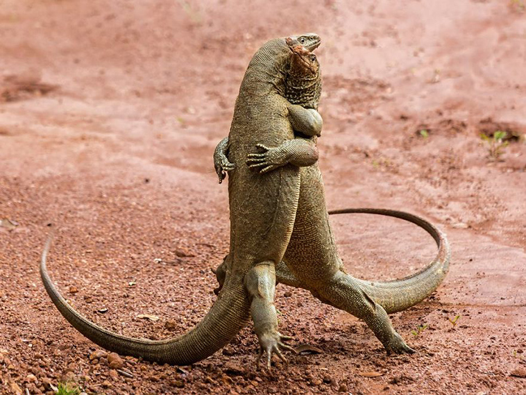 comedy-wildlife-photography-awards-finalists-2018