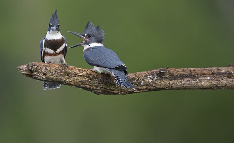 comedy-wildlife-photography-awards-finalists-2018
