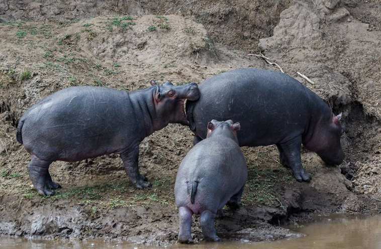comedy-wildlife-photography-awards-finalists-2018