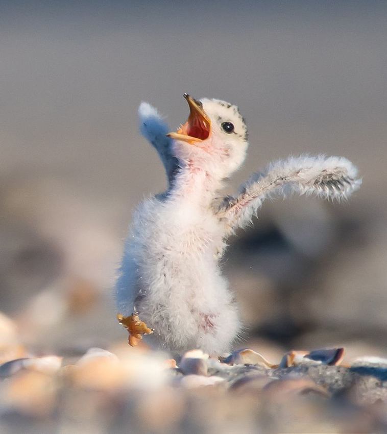 comedy-wildlife-photography-awards-finalists-2018