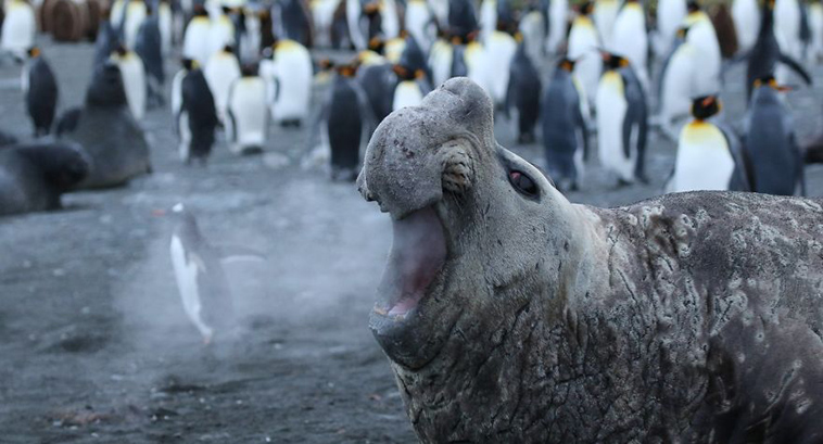 comedy-wildlife-photography-awards-finalists-2018