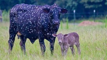 cow-from-outer-space