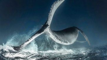 2018-underwater-photo-contest-winners-scuba-diving-magazine