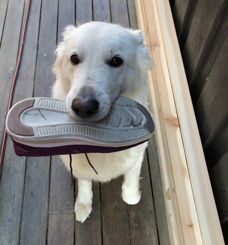 Dog Photos That Are Better Than Any Antidepressants 