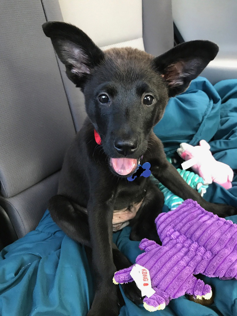 Dog Photos That Are Better Than Any Antidepressants 