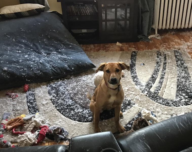 Dog Photos That Are Better Than Any Antidepressants 