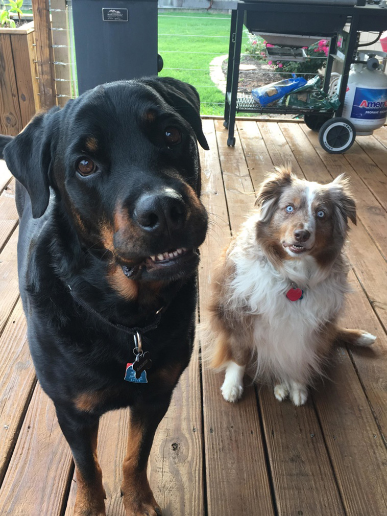 Dog Photos That Are Better Than Any Antidepressants 