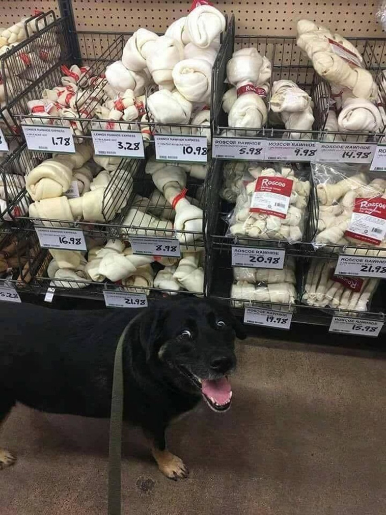 Dog Photos That Are Better Than Any Antidepressants 
