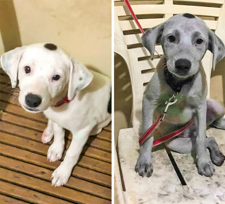 Dog Photos That Are Better Than Any Antidepressants 