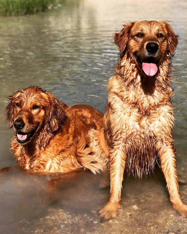 Dog Photos That Are Better Than Any Antidepressants 