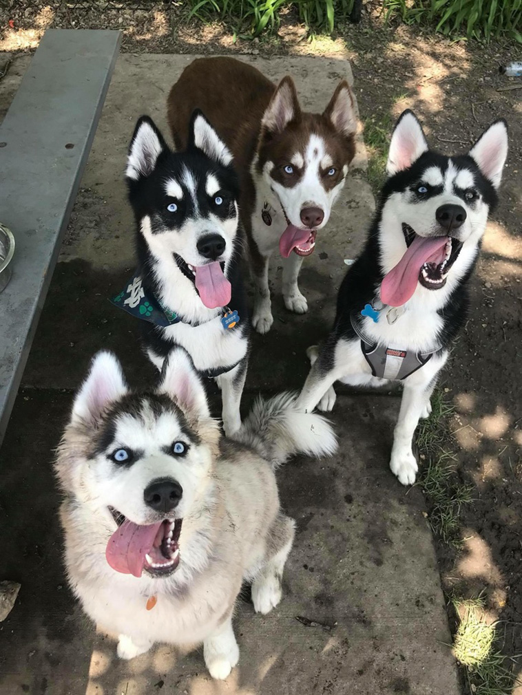 Dog Photos That Are Better Than Any Antidepressants