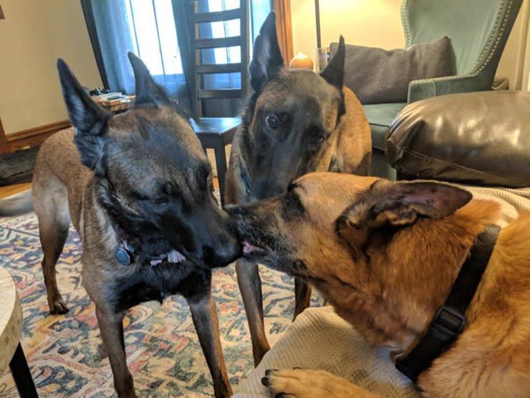stories-about-pets-full-of-love