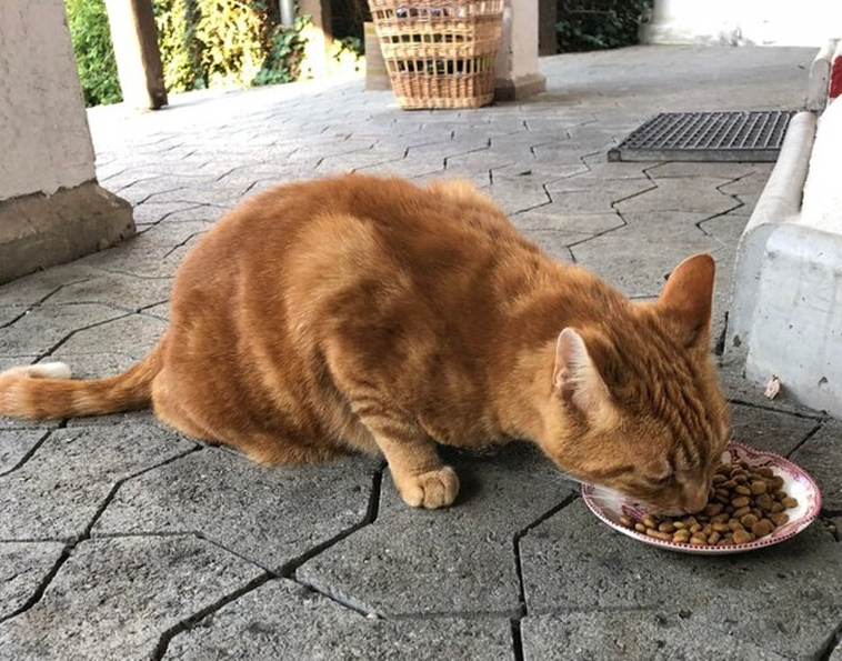 stories-about-pets-full-of-love