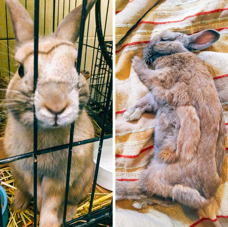 stories-about-pets-full-of-love