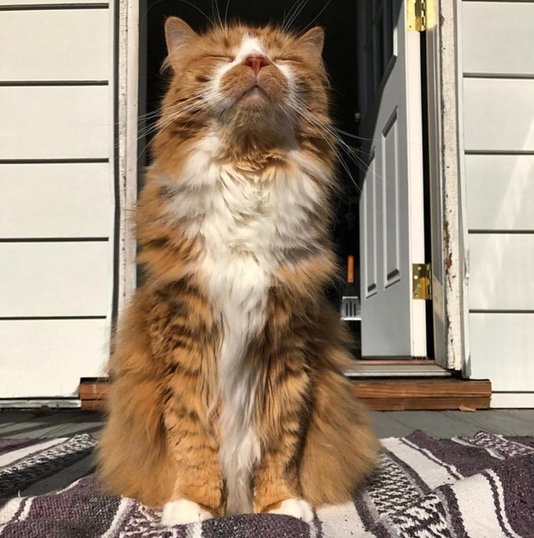 stories-about-pets-full-of-love