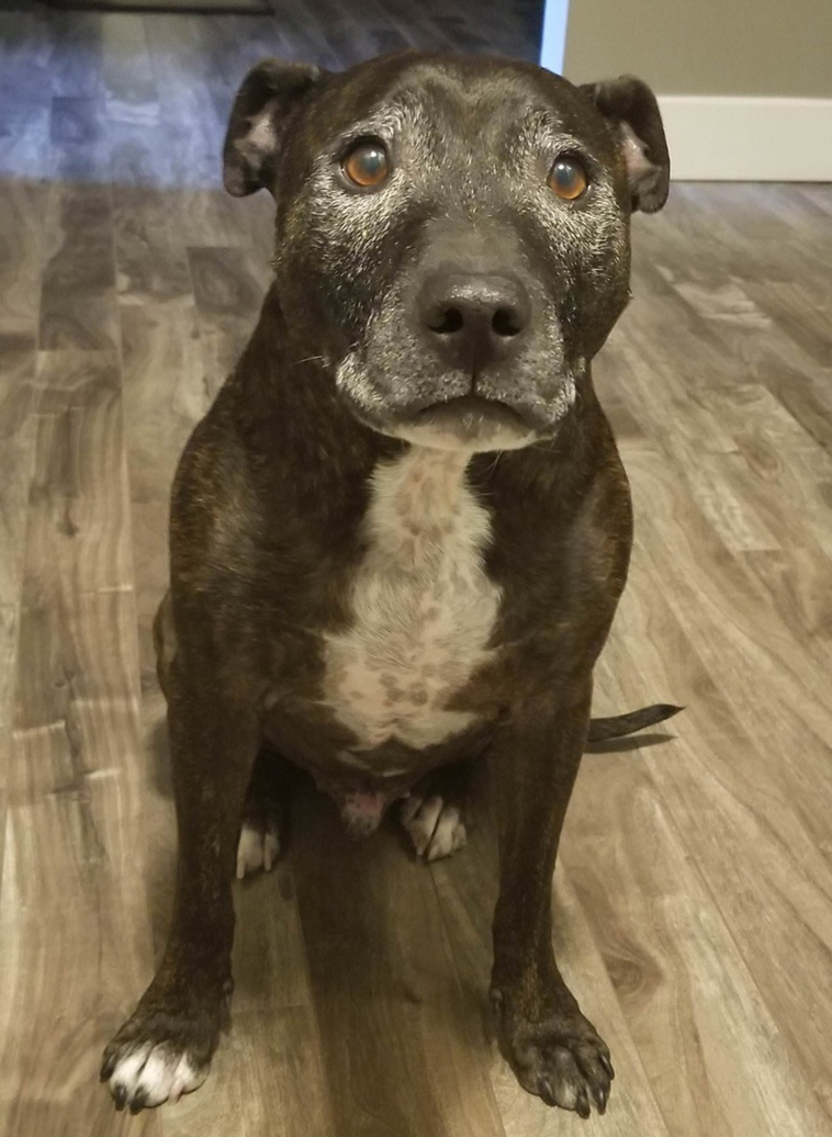 stories-about-pets-full-of-love