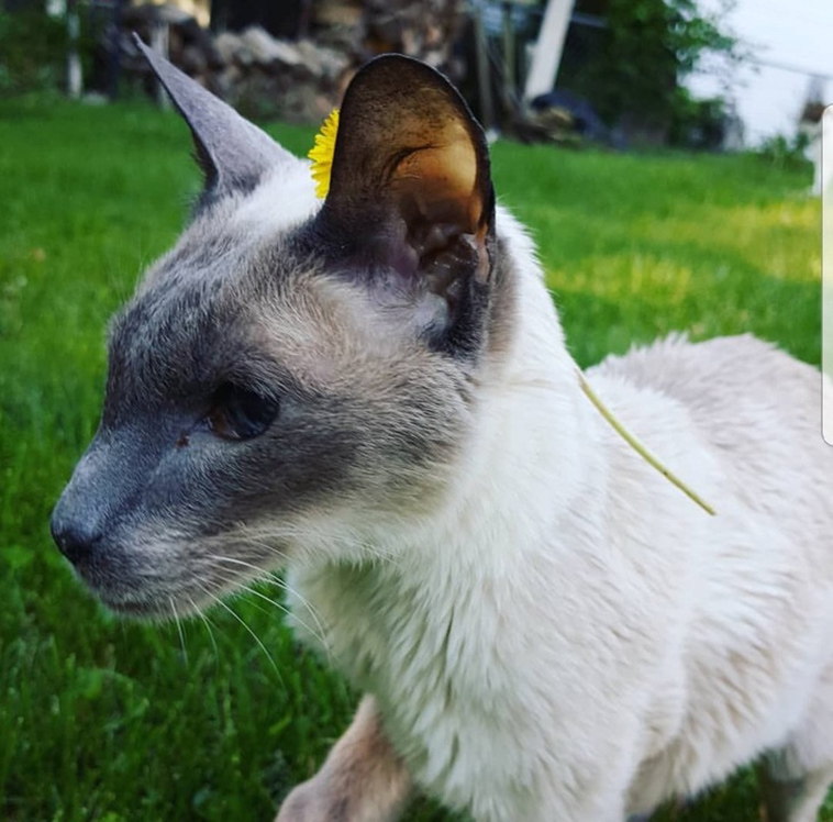 stories-about-pets-full-of-love