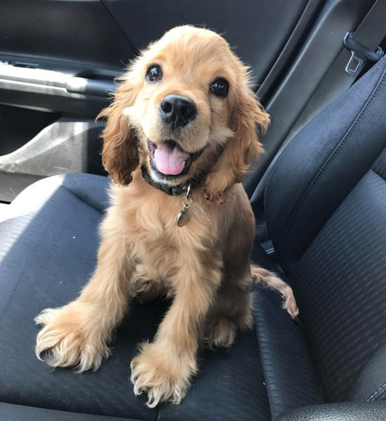 stories-about-pets-full-of-love