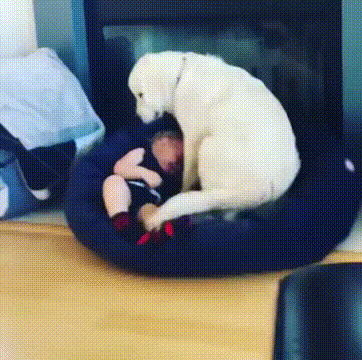 stories-about-pets-full-of-love