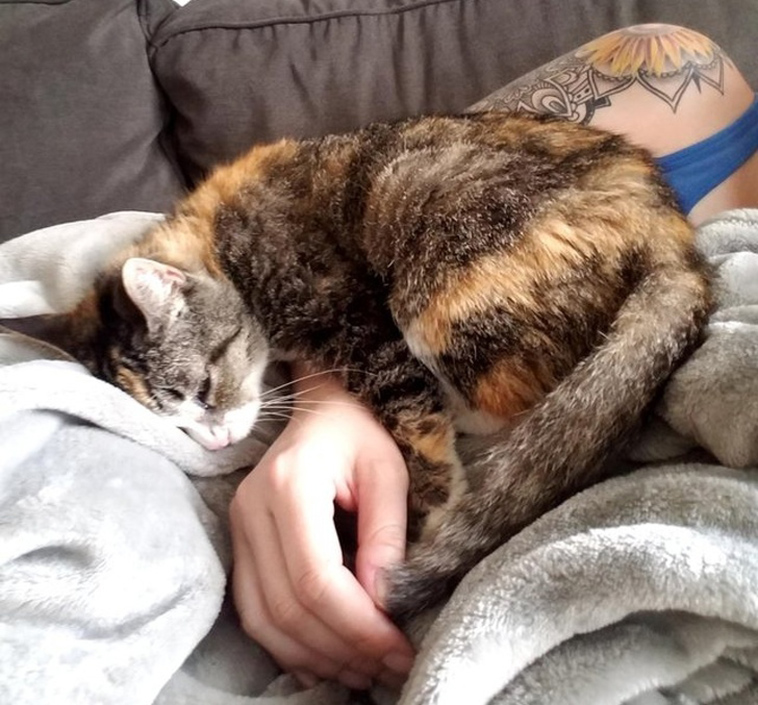 stories-about-pets-full-of-love