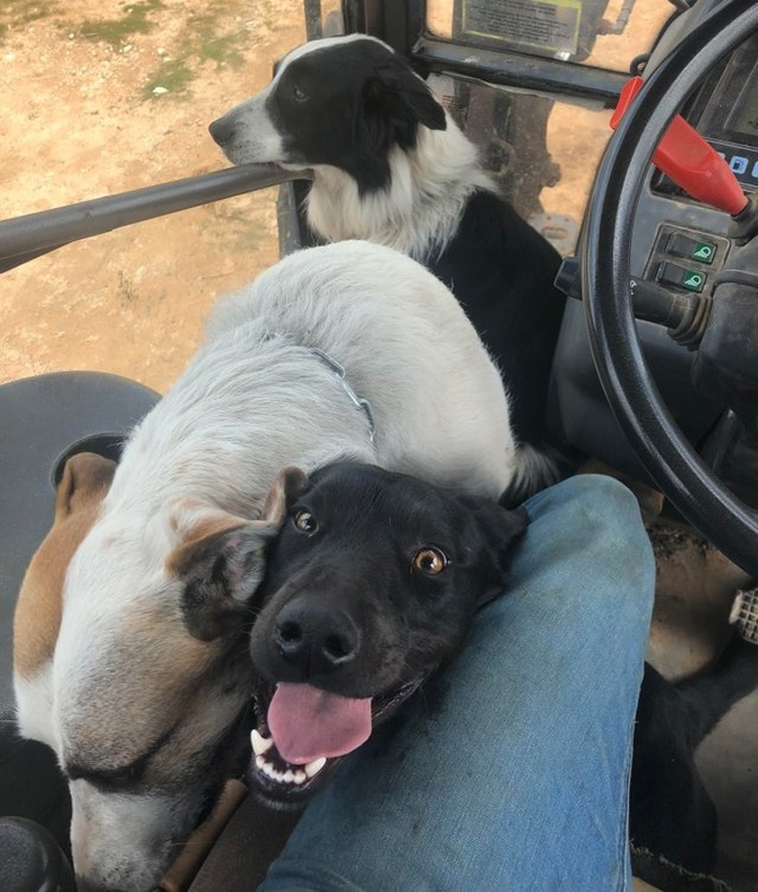 stories-about-pets-full-of-love