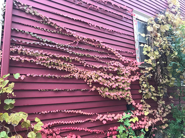 Things Matched Their Surroundings