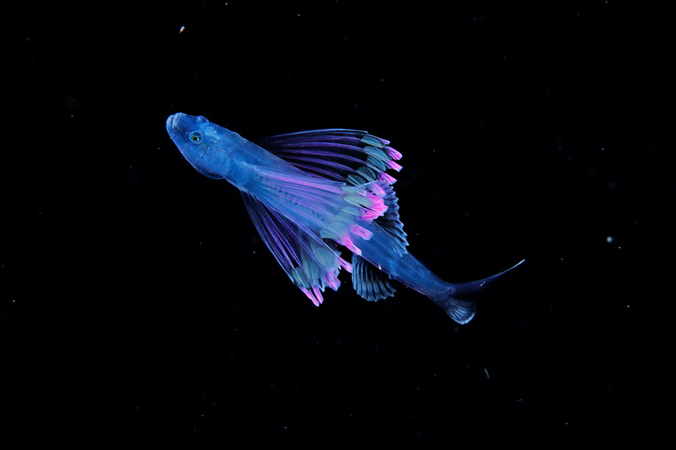 underwater-photographer-microscopic-plankton-photos