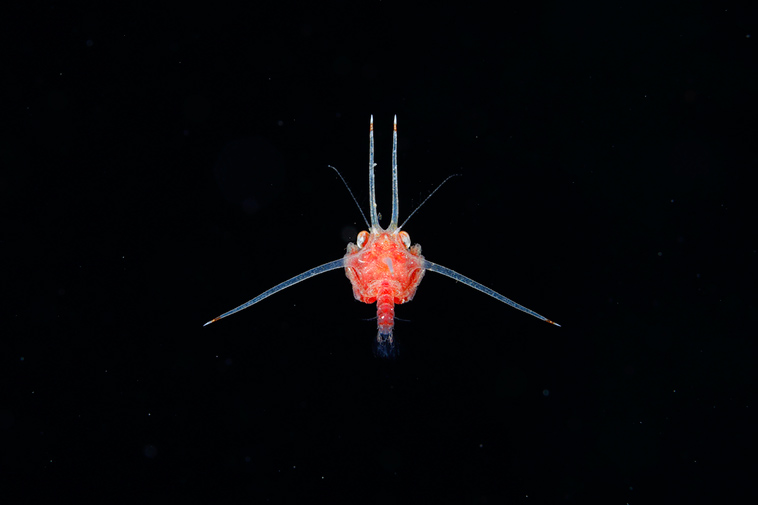 underwater-photographer-microscopic-plankton-photos