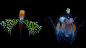 underwater-photographer-microscopic-plankton-photos