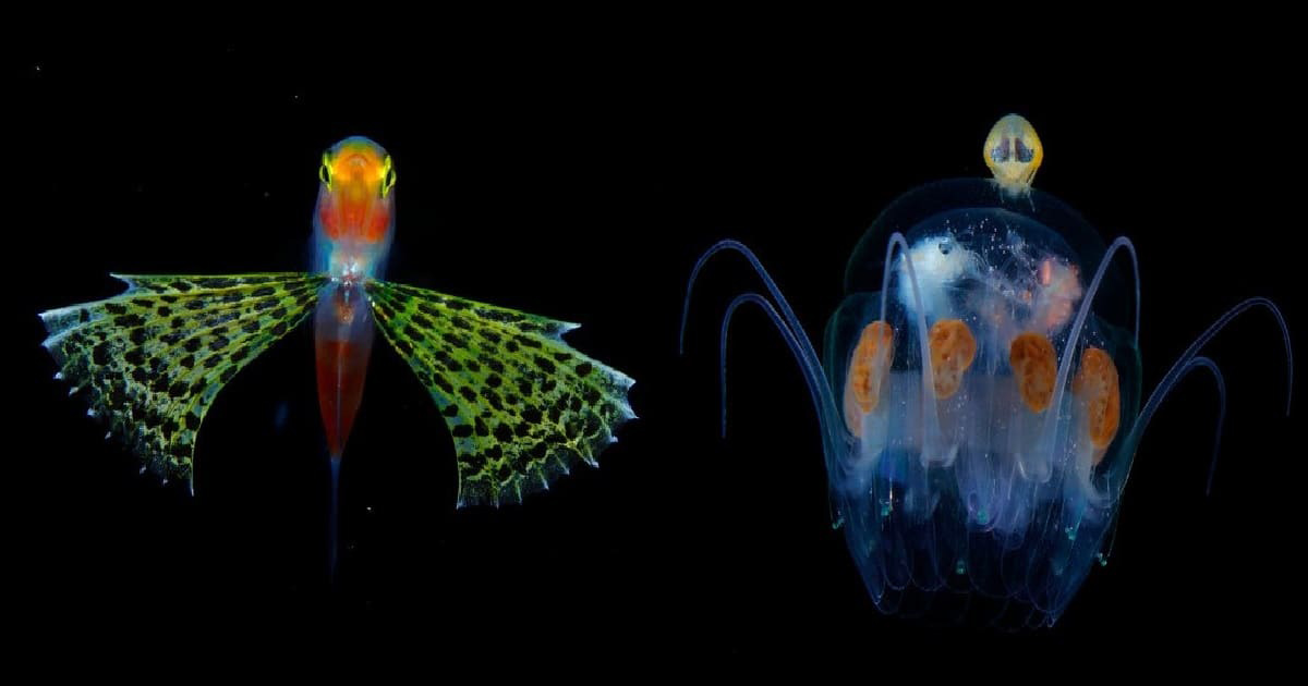 Underwater Photographer Takes Gorgeous Photos Of Plankton