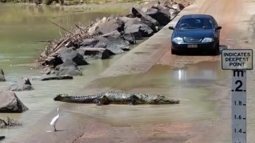 Massive crocodile holds up traffic while crossing road