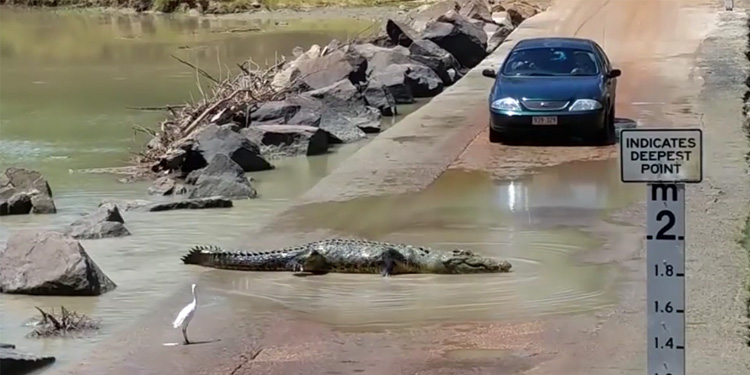 Massive crocodile holds up traffic while crossing road