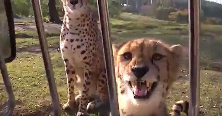 Meowing-Cheetahs