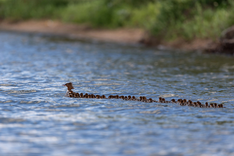 a-momma-duck-and-her-76-ducklings